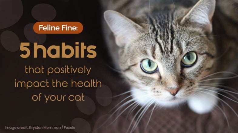 A tabby cat with green eyes looks up; text reads "Feline Fine: 5 habits that positively impact the health of your cat.