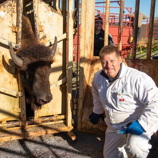 A man in a white jumpsuit kneels next to a bison restrained in a metal enclosure, with another person visible in the background.