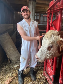 A person in white coveralls and black boots stands in a barn, holding a brush and grooming a cow that is secured in a red livestock chute.