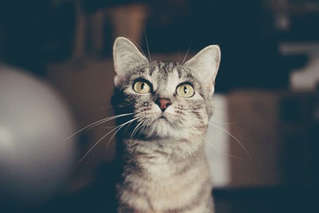 A grey tabby cat with yellow-green eyes sits indoors, looking slightly upward. The background is out of focus.