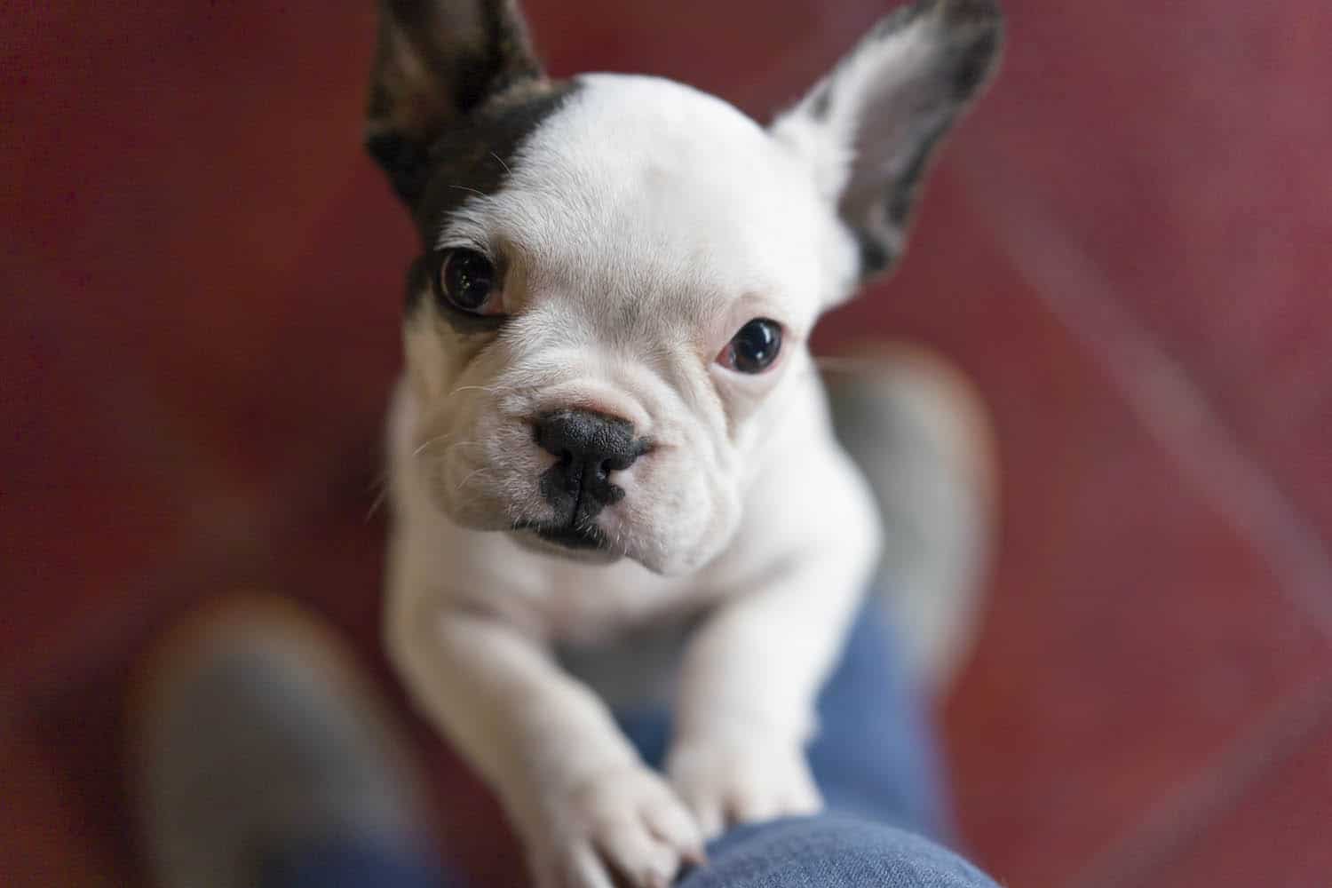A small white and black puppy with large ears stands on its hind legs, looking up at the camera against a red floor background.
