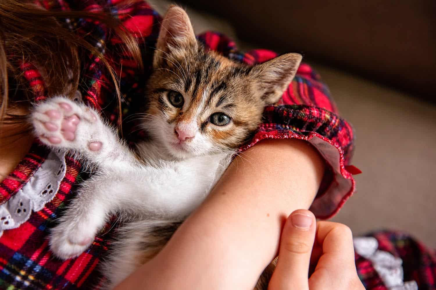 A small kitten with tabby and white fur lies in a person's arms, looking at the camera, while wearing a red plaid garment.