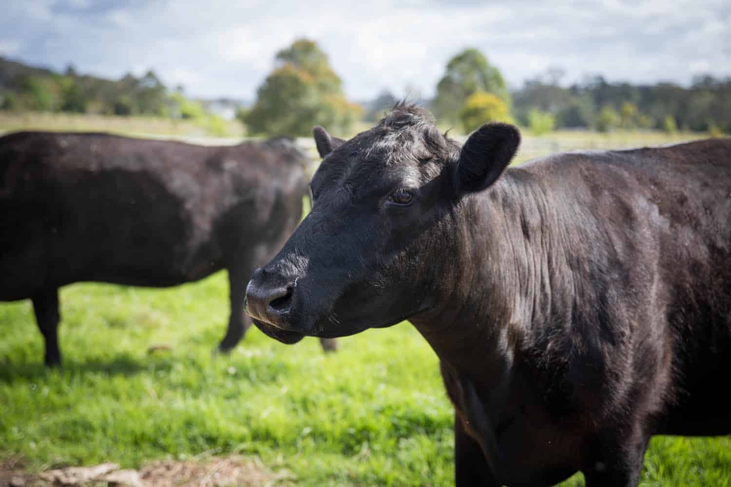Two black cows stand on green grass in a field with trees and a fence visible in the background under a partly cloudy sky.