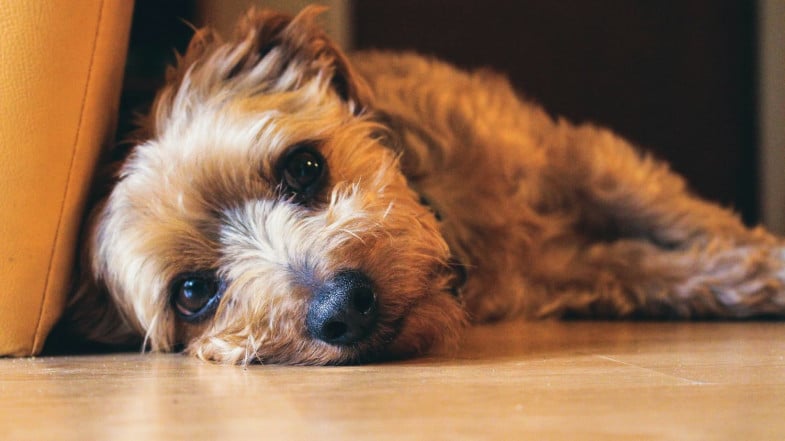 A small, scruffy brown dog lies on a wooden floor with its head resting sideways near a yellow piece of furniture.