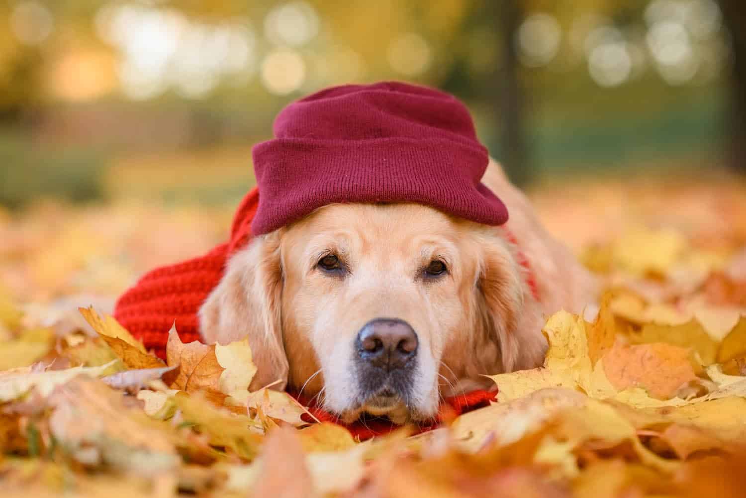 Golden retriever lies among autumn leaves, wearing a red knit hat and scarf.