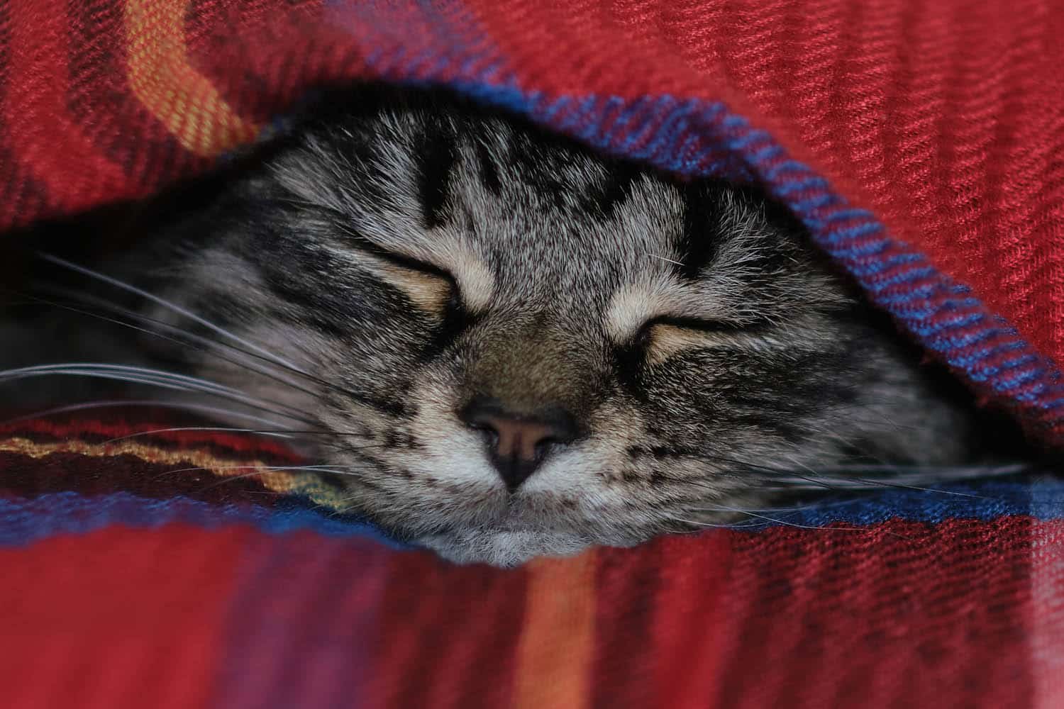 A tabby cat is sleeping with its eyes closed, partially covered by a red blanket with blue trim.
