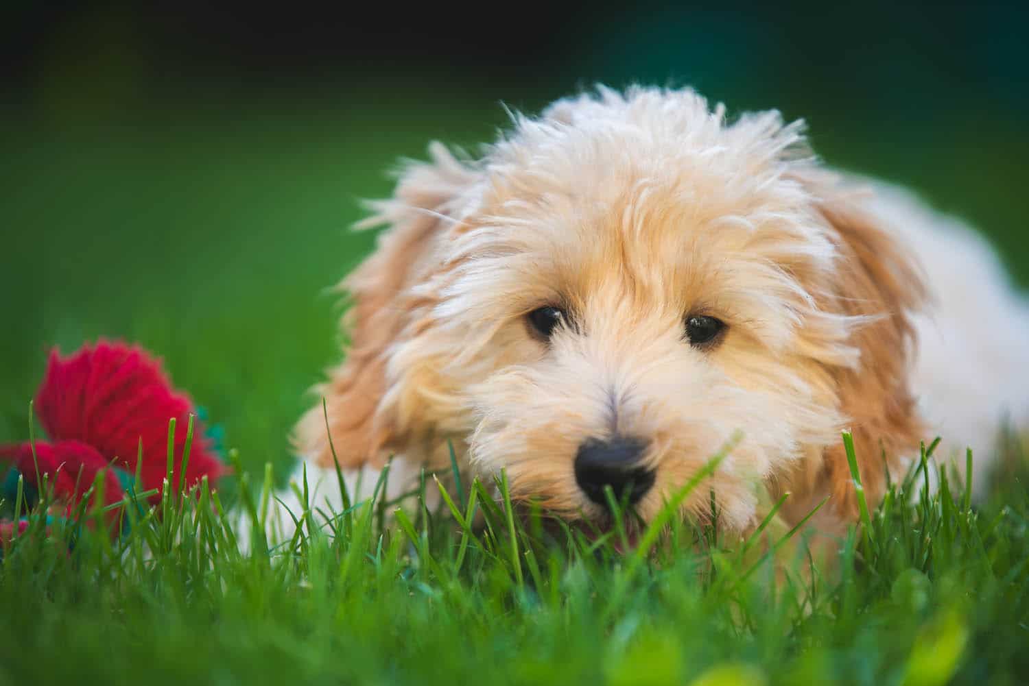 A fluffy, light-colored puppy lies in green grass with a red and green toy partially visible to the left.