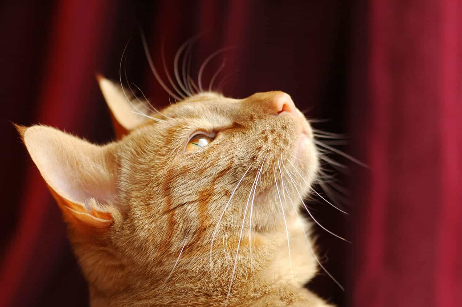 Close-up of an orange tabby cat looking upward, with a dark red fabric background.