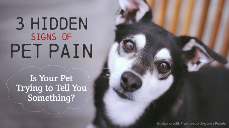 Black and white dog looking up, with text: "3 Hidden Signs of Pet Pain. Is Your Pet Trying to Tell You Something?" Image credit: Francesco Ungaro / Pexels.