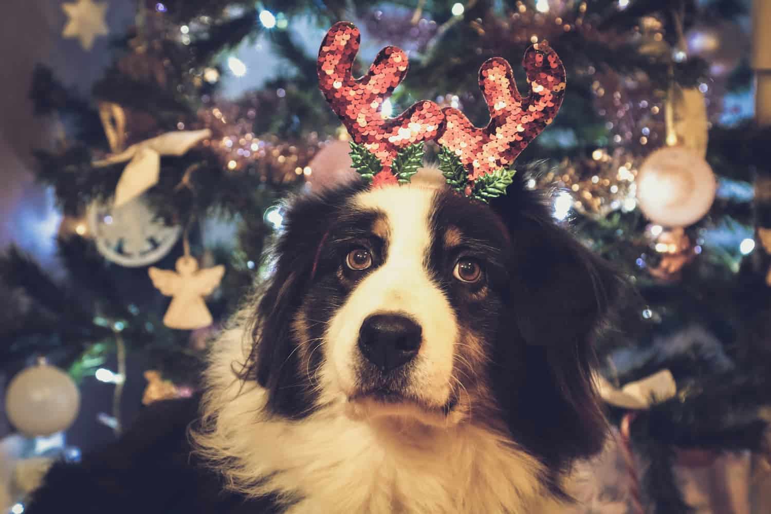 A black and white dog wearing red antler headband sits in front of a decorated Christmas tree with lights, ornaments, and tinsel.