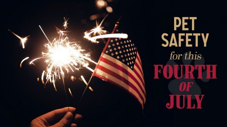 Hand holding a lit sparkler and small American flag, with text: "Pet Safety for this Fourth of July" on a dark background.