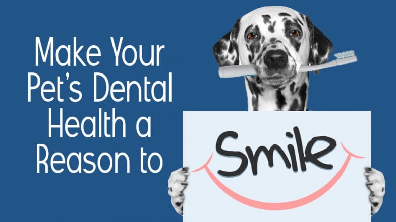 Dalmatian holding a toothbrush and a sign with a smile illustration, next to text about pet dental health.
