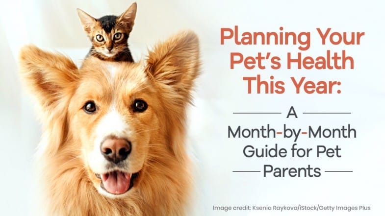 A kitten sits on a dog's head next to text reading "Planning Your Pet’s Health This Year: A Month-by-Month Guide for Pet Parents.