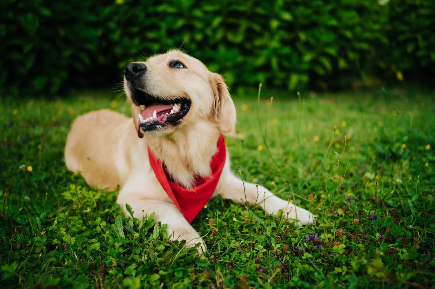 Golden retriever wearing a red bandana lies on green grass outdoors, looking up with its mouth open and tongue visible. Shrubs cover the background.