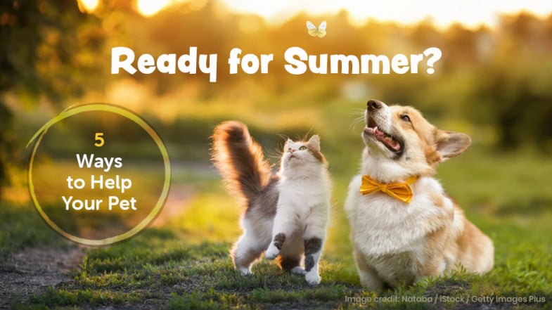 A cat and a dog with a yellow bow tie sit on grass at sunset with the text, "Ready for Summer? 5 Ways to Help Your Pet.