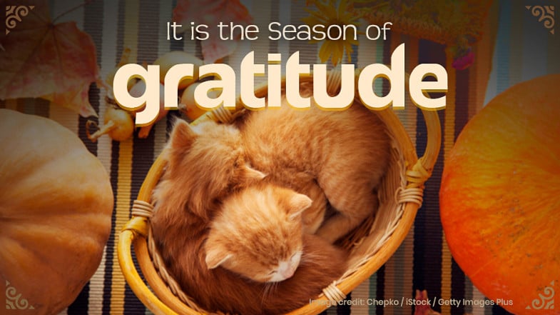 Two orange kittens sleep curled up in a basket surrounded by pumpkins and autumn leaves, with the words "It is the Season of gratitude" above them.