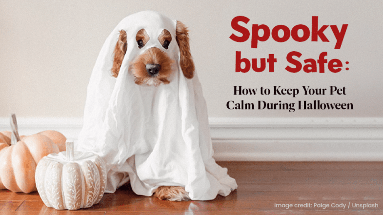 A dog sits covered in a white ghost costume next to two pumpkins. Text reads "Spooky but Safe: How to Keep Your Pet Calm During Halloween.