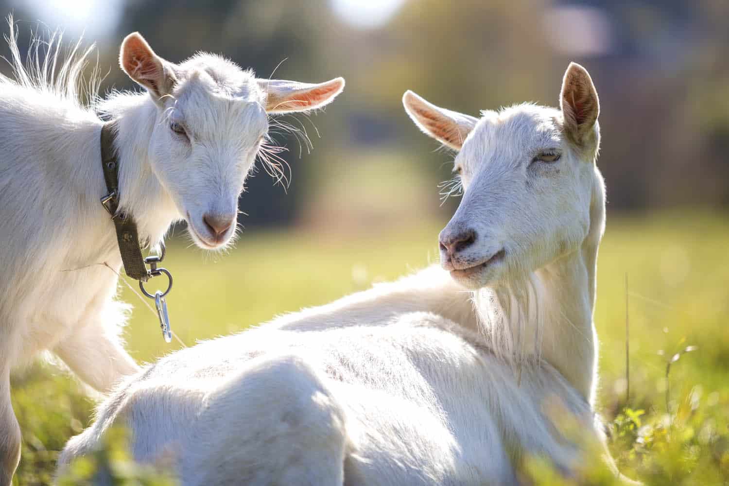 Two white goats in a sunlit field; one is standing with a collar and the other is lying on the grass, both facing the camera.