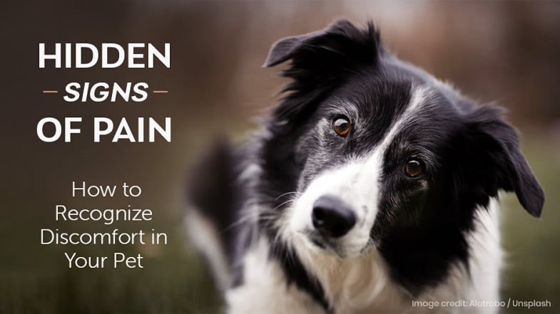 Black and white dog tilting its head, next to text about recognizing hidden signs of pain and discomfort in pets.