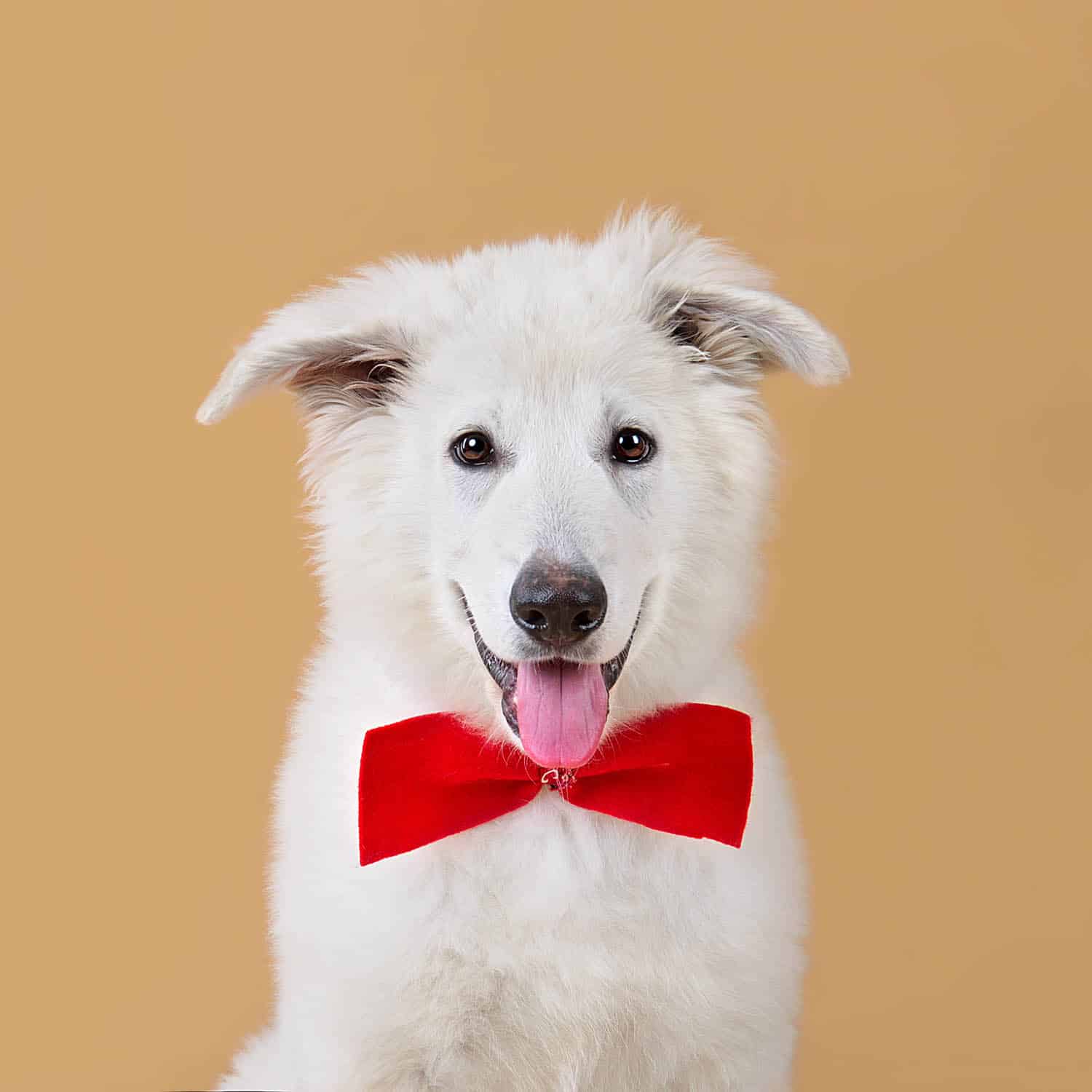 White fluffy dog wearing a large red bow tie sits facing forward against a plain beige background.